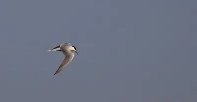 tern diving bird