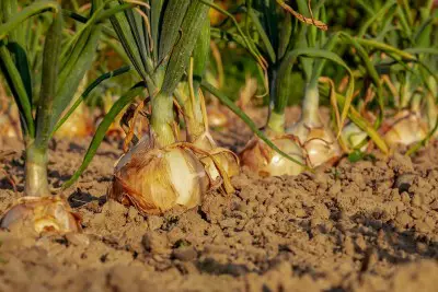 onions vegetable garden