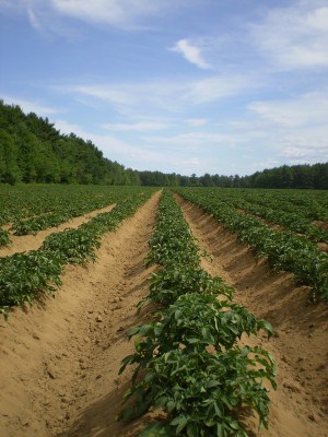 growing potatoes