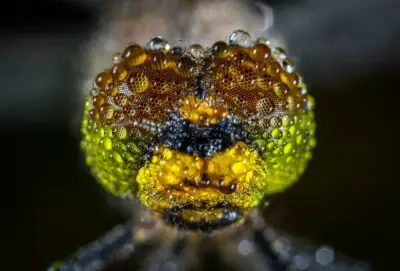 dragonfly eyes